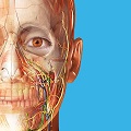 Human Anatomy Atlas 2023 Hack 2023.05.005 MOD VIP, Unlocked All APK icon